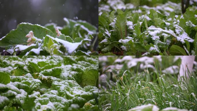 下雪初雪春雪 蔬菜系列