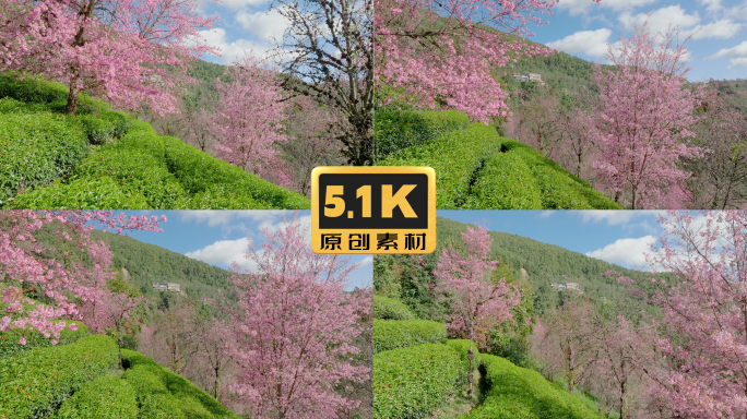 5K-南涧无量山樱花谷茶叶种植樱花盛开