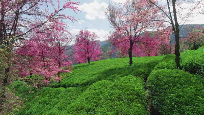 【5K】大理无量山冬樱花，无量山茶叶种植