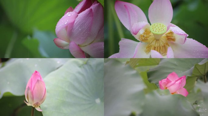 雨中荷花