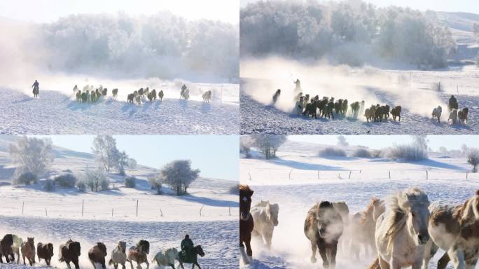 内蒙坝上雪地跑马