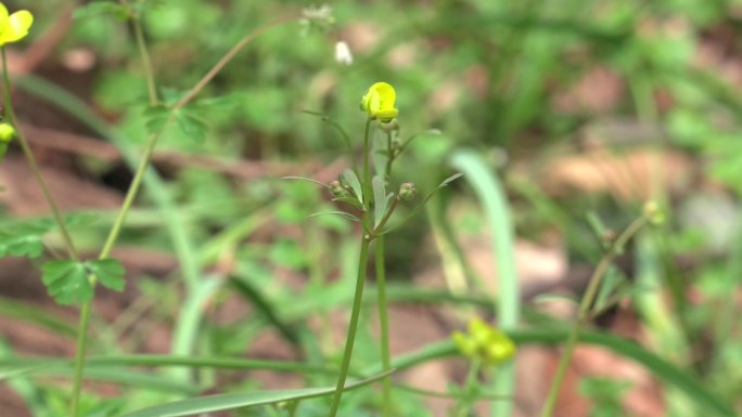 小毛茛 花 叶 植株