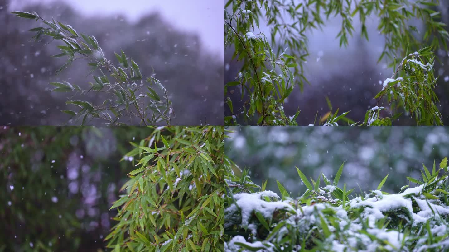 下雪初雪春雪 竹子竹叶系列