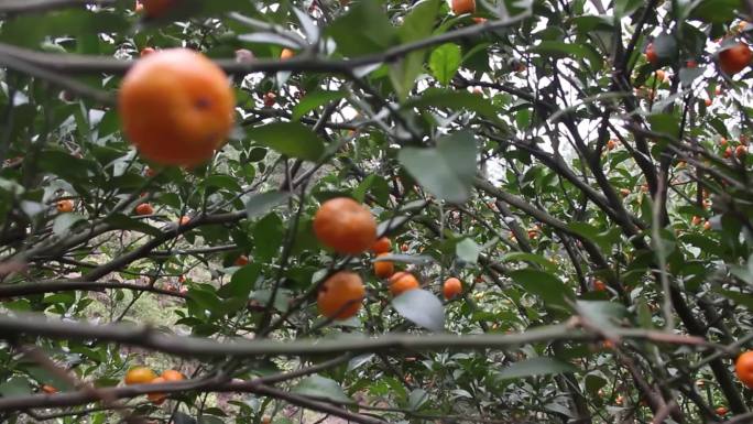 橘子果园水果天然成熟山上果树农村