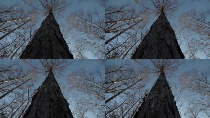 【4K】仰拍向上移动的落叶树木特写