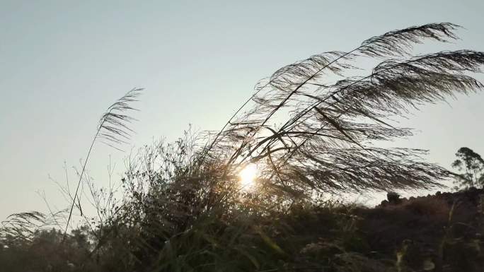 逆光的早晨清晨的原野阳光明媚的山坡山芒草
