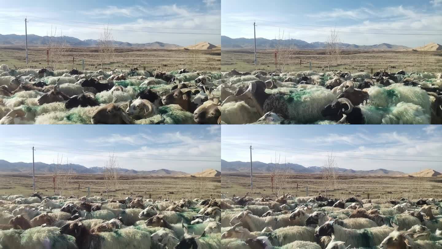冬季高原公路旁的羊群