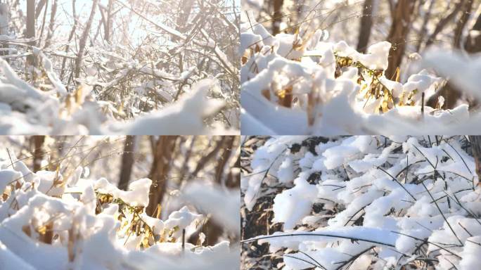 冬天、松树、雪地、雪、树枝、冬日暖阳