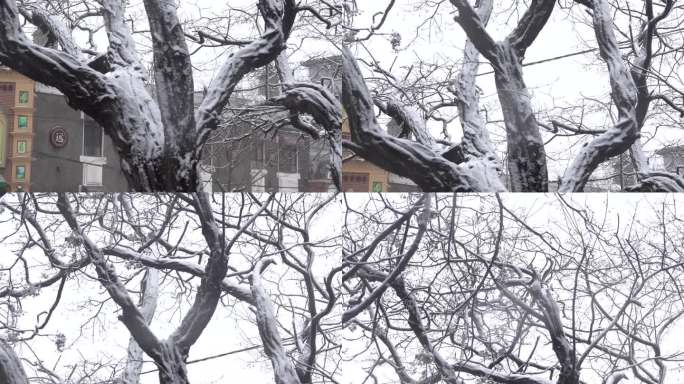 下雪天仰拍大树 雪花飞舞的冬季