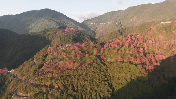 5K-南涧无量山樱花谷日出风光航拍