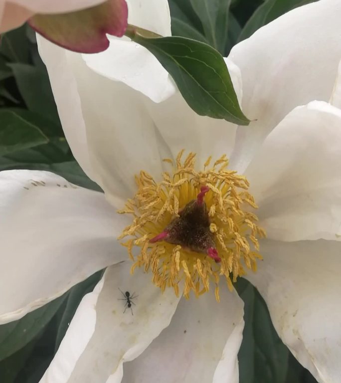 庭院芍药花种植