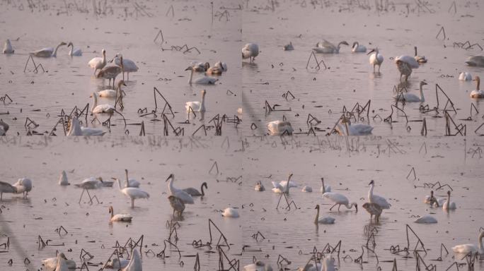 鄱阳湖保护区的候鸟