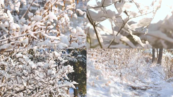 冬天、松树、雪地、雪、树枝、冬日暖阳