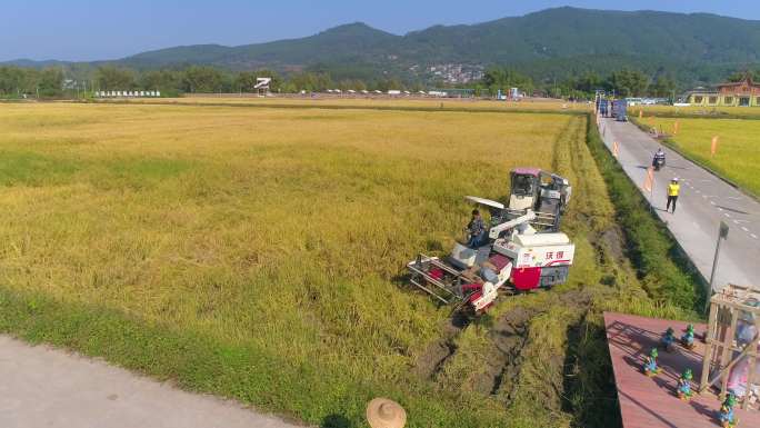 稻谷机械化收割 乡村振兴农民丰收