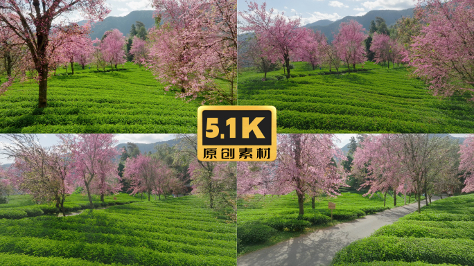 5K-南涧无量山樱花谷茶叶种植樱花盛开
