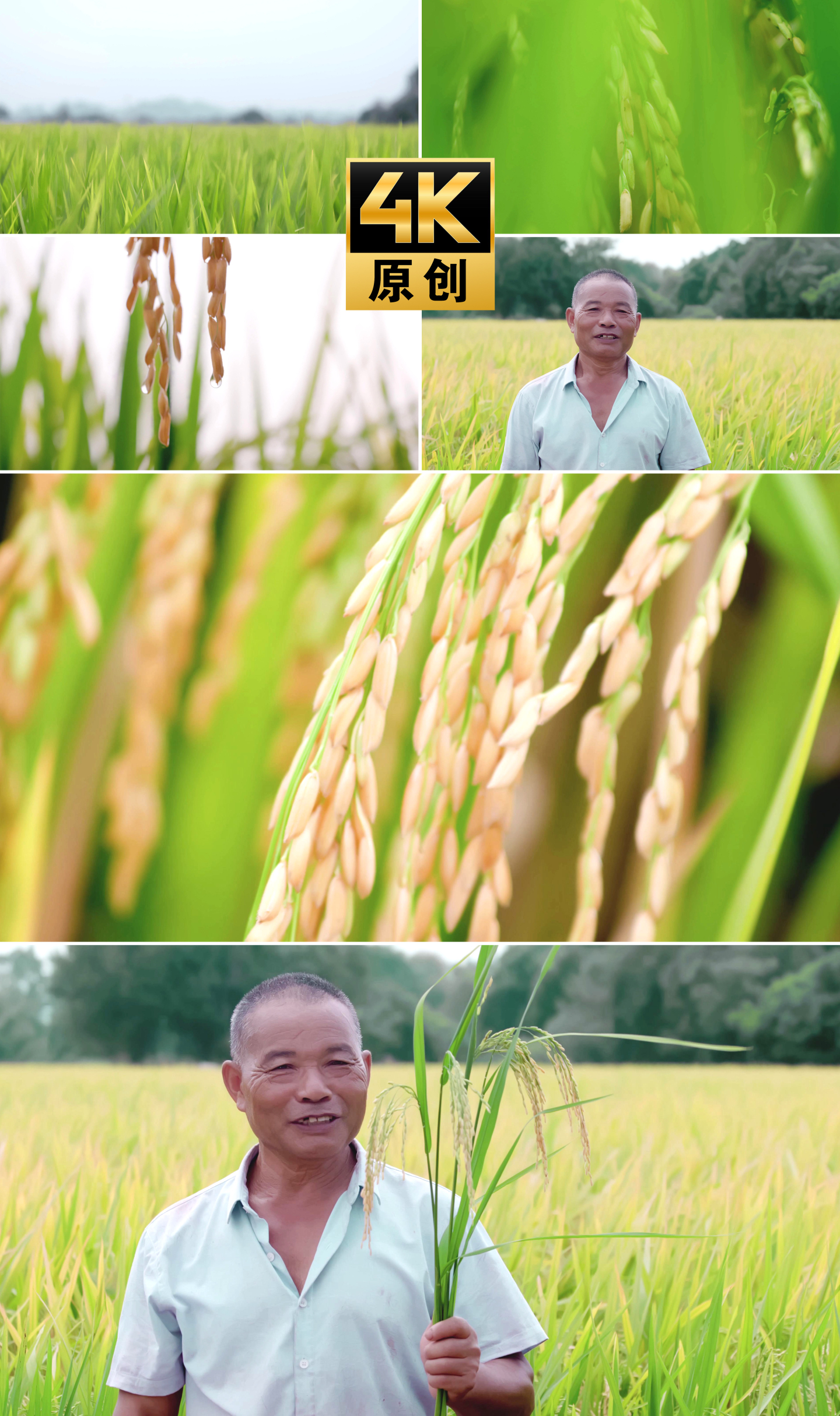 【4K】农民丰收笑容金黄稻田水稻