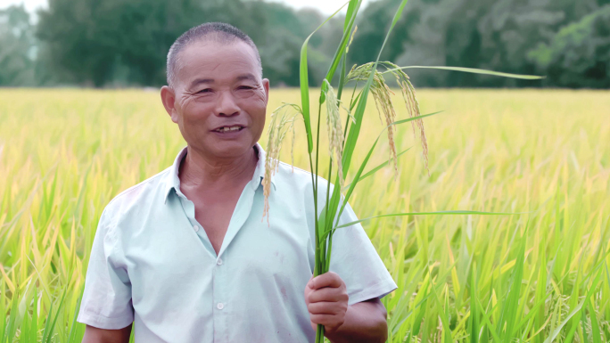 【4K】农民丰收笑容金黄稻田水稻