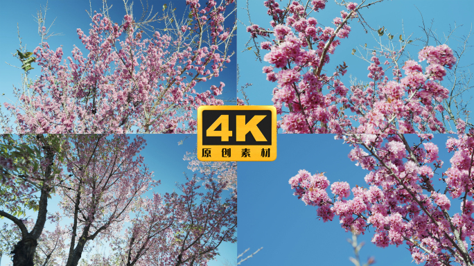 4K-南涧冬樱花实拍，冬樱花盛开怒放