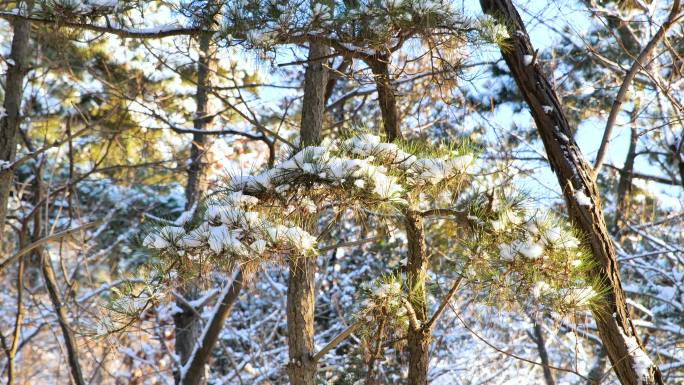 冬天、松树、雪地、雪、树枝、冬日暖阳