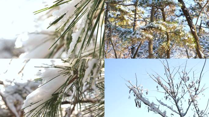 冬天、松树、雪地、雪、树枝、冬日暖阳