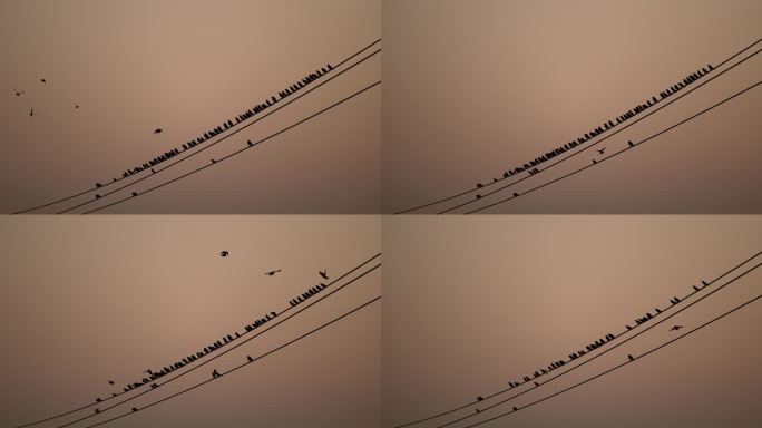 黄昏电线鸟群-慢镜头