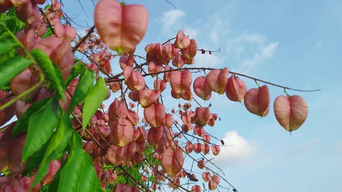 蜂蜜合集