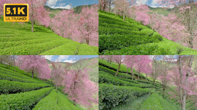 【5K】大理无量山冬樱花，无量山茶叶种植