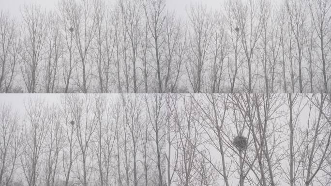 雪中树上鸟窝4K60帧