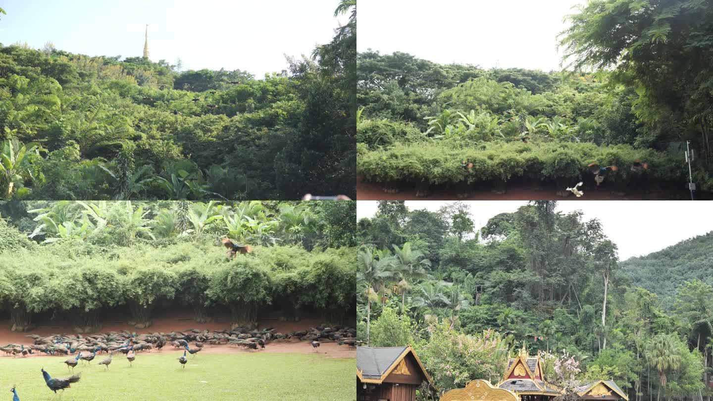 西双版纳孔雀放飞喂孔雀原始森林公园大佛寺