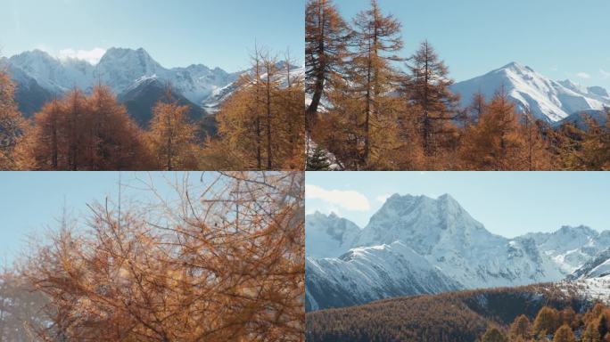 白马雪山秋景