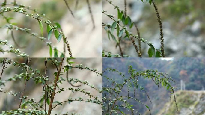 单穗升麻 升麻属 植株