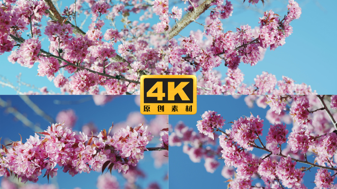 4K-冬樱花开放，冬樱花盛开，冬樱花特写