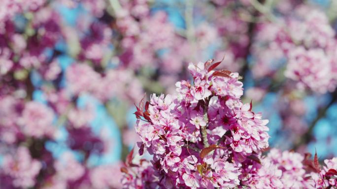 4K-冬樱花开放，冬樱花盛开，冬樱花特写