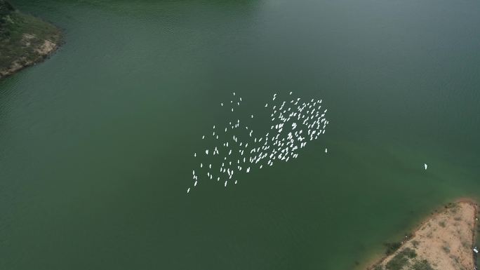 湖泊上群鸟盘旋