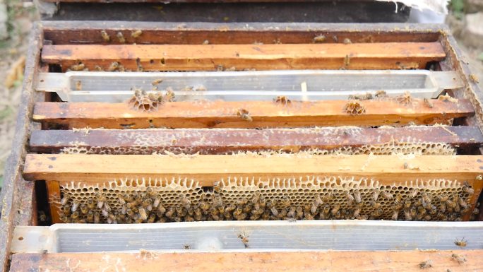 蜜蜂合集