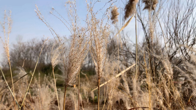 秋冬河边芦苇草