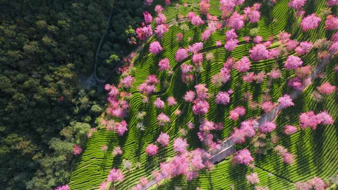 5K-南涧无量山樱花谷日出风光航拍