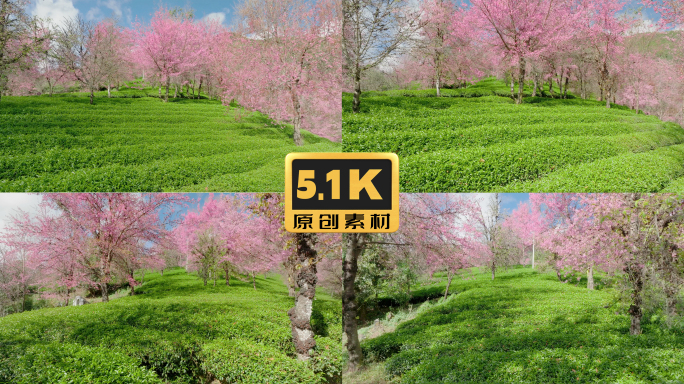 5K-南涧无量山樱花谷樱花，茶叶航拍
