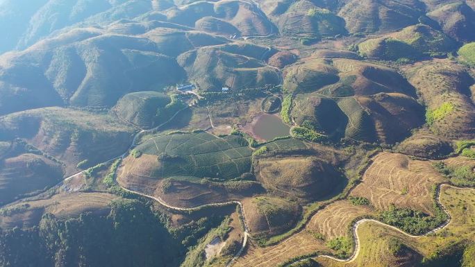 航拍高山茶园基地3