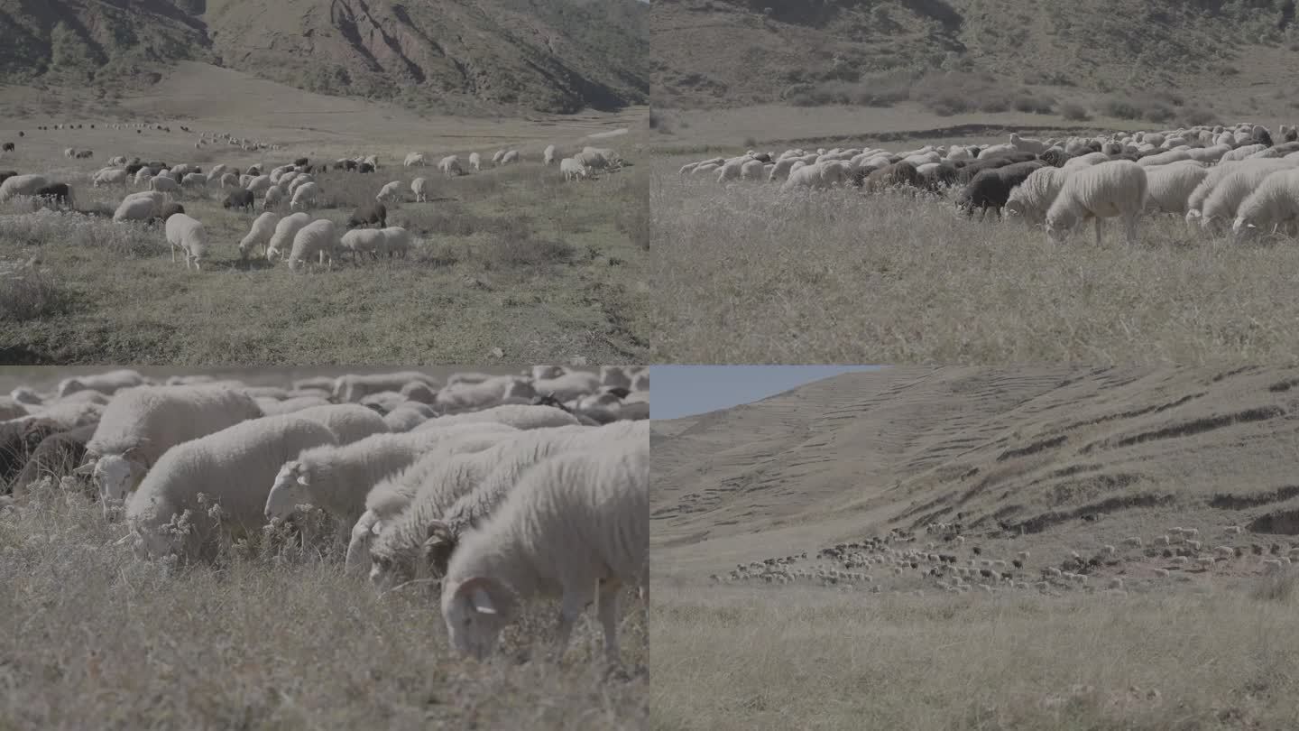 高山绵羊 山羊