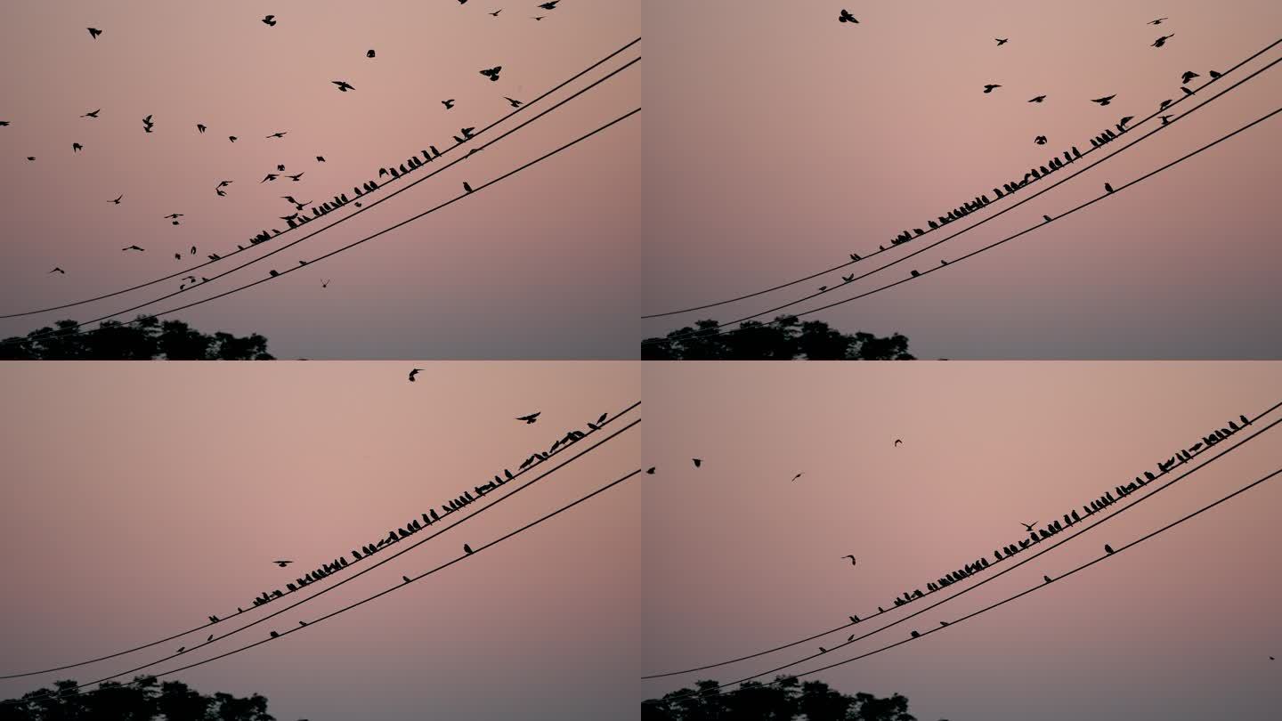 黄昏鸟群栖息电线-慢镜头