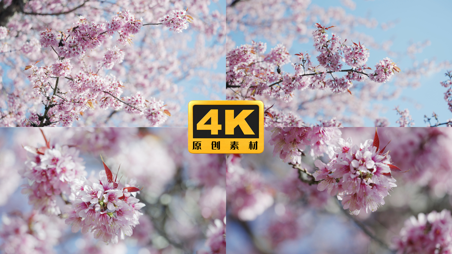 4K-南涧冬樱花实拍，冬樱花特写