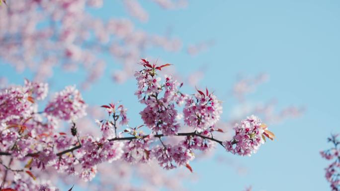 4K-南涧冬樱花实拍，冬樱花特写