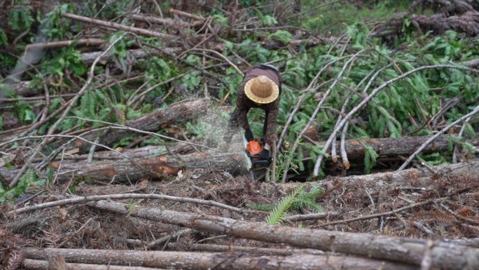 伐树伐木伐树砍树木材伐木破坏生态砍伐木柴