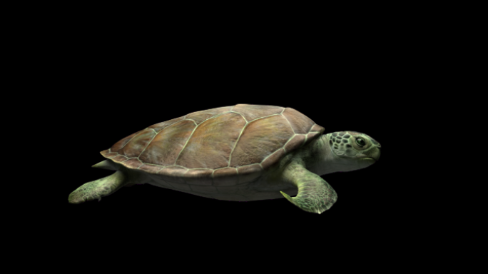 海龟动画-游动-宽屏-alpha通道