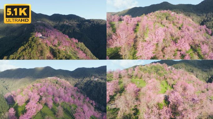 【5K】大理无量山冬樱花，无量山茶叶种植