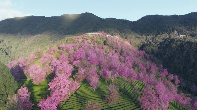 【5K】大理无量山冬樱花，无量山茶叶种植