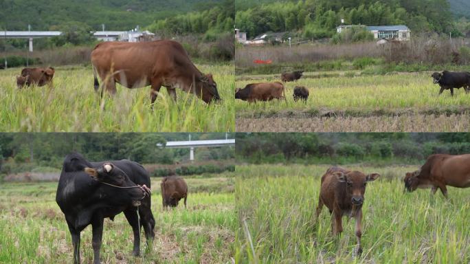 水牛耕牛养牛草地牛犊田间生态农村养牛贵州