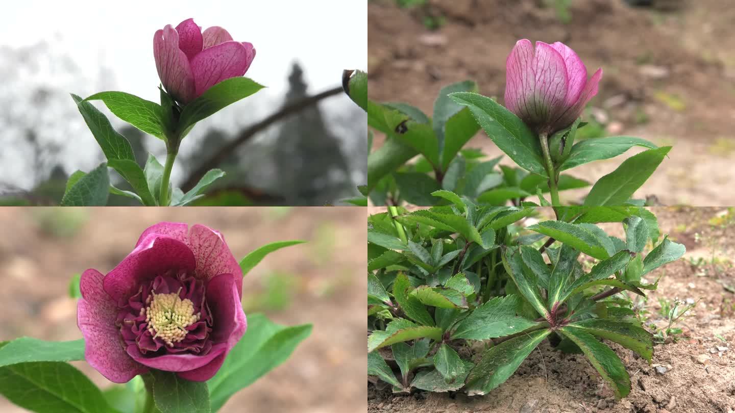 铁筷子 花 叶 植株