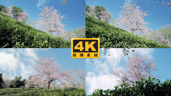 4K-南涧冬樱花，茶叶种植，樱花盛开